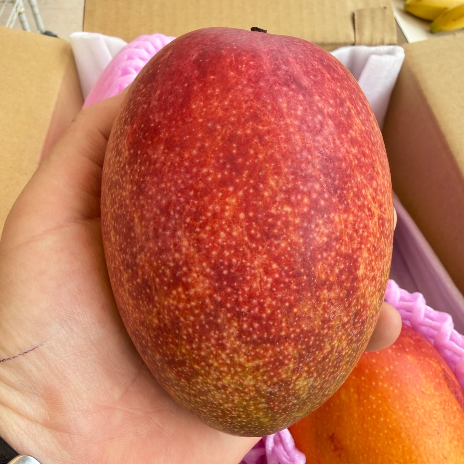 3Lサイズ・4玉】鹿児島県産完熟マンゴー 1.8kg 送料無料 - メルカリ
