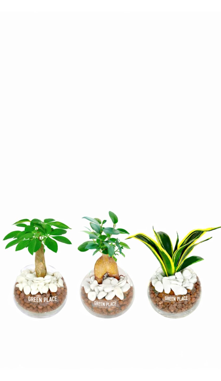 観葉植物 本物 卓上 ミニ 3点セット ギフト 【化粧石付き】 パキラ ガジュマル サンスベリア ハイドロカルチャー バルーン鉢 TNma