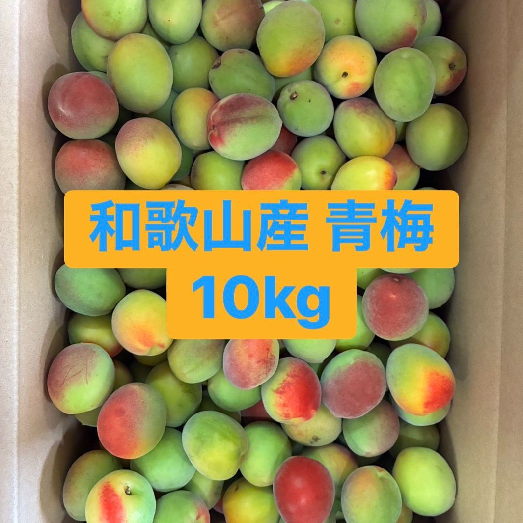 【クール便】和歌山産 大粒 青梅 10kg 3L以上