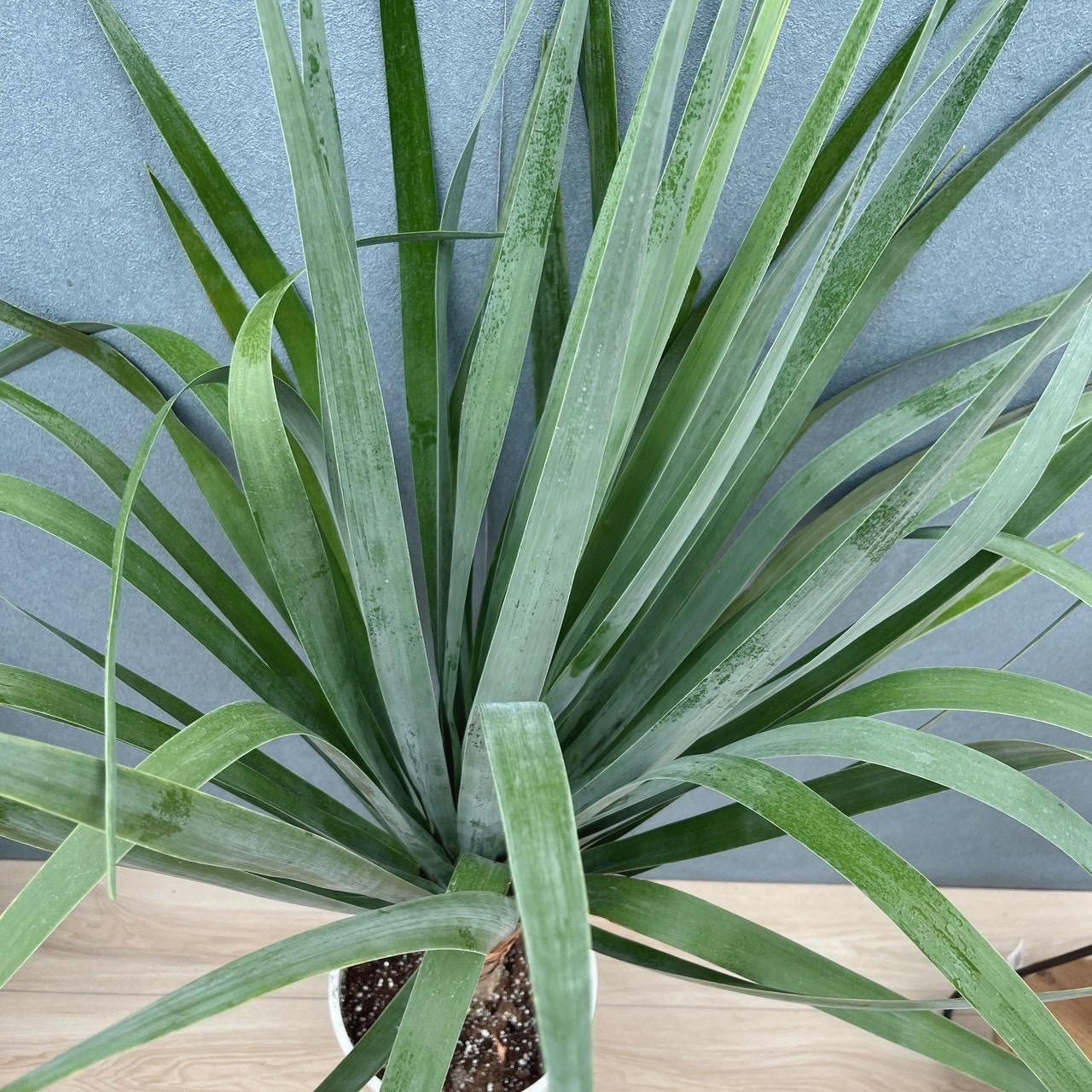 観葉植物 ドラセナ ドラコ 8