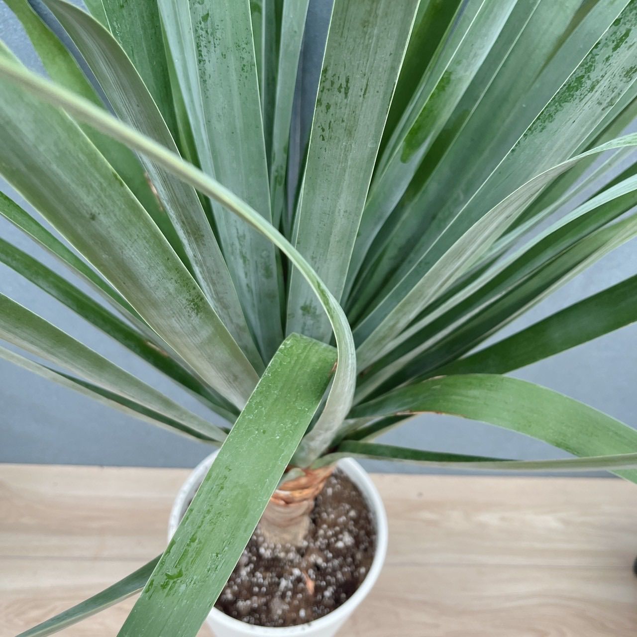 観葉植物 ［現品］【希少】1番 ドラセナ ドラコ 竜血樹 8号 観葉植物