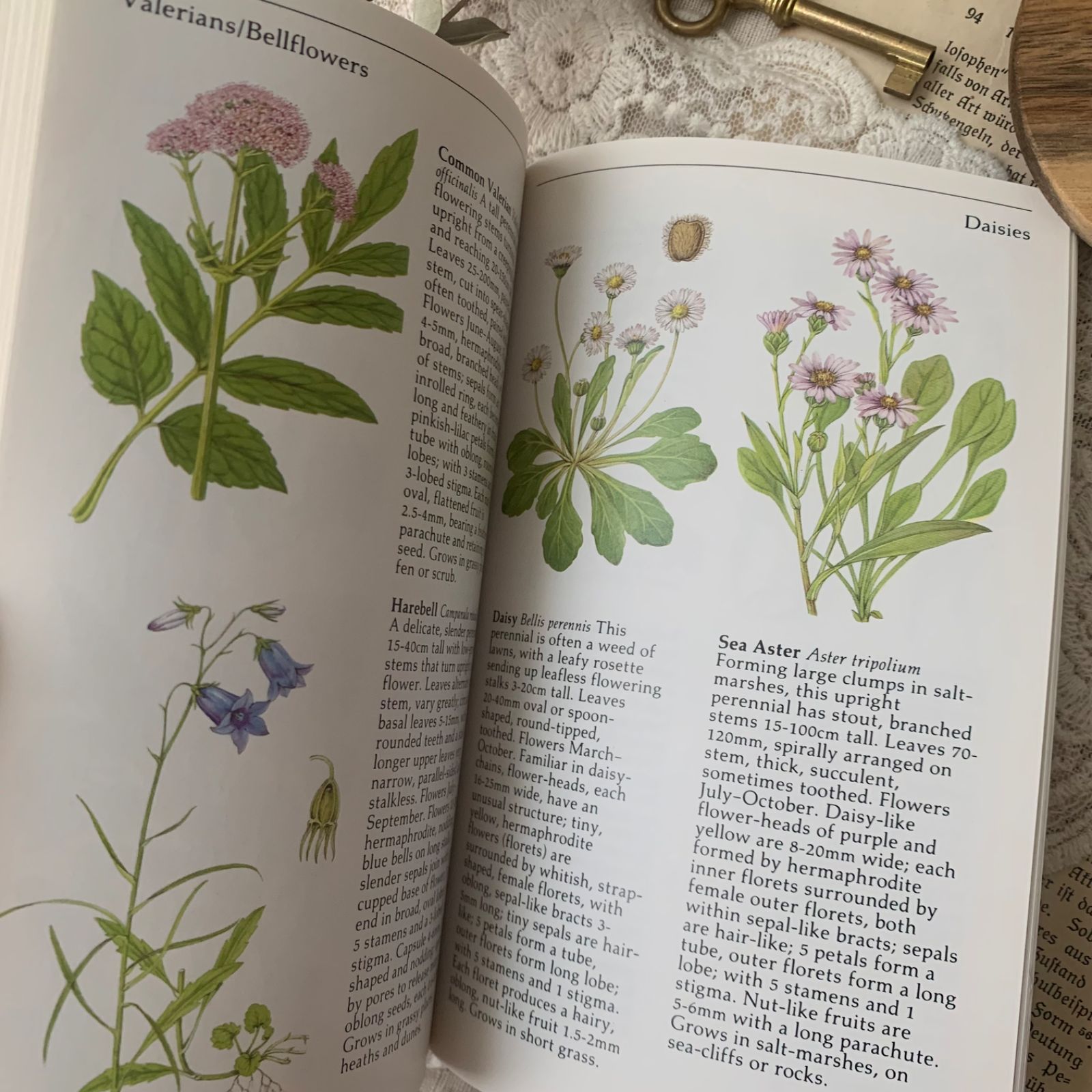 ヴィンテージ 洋書 『WILD FLOWERS』植物図鑑 ボタニカルイラスト