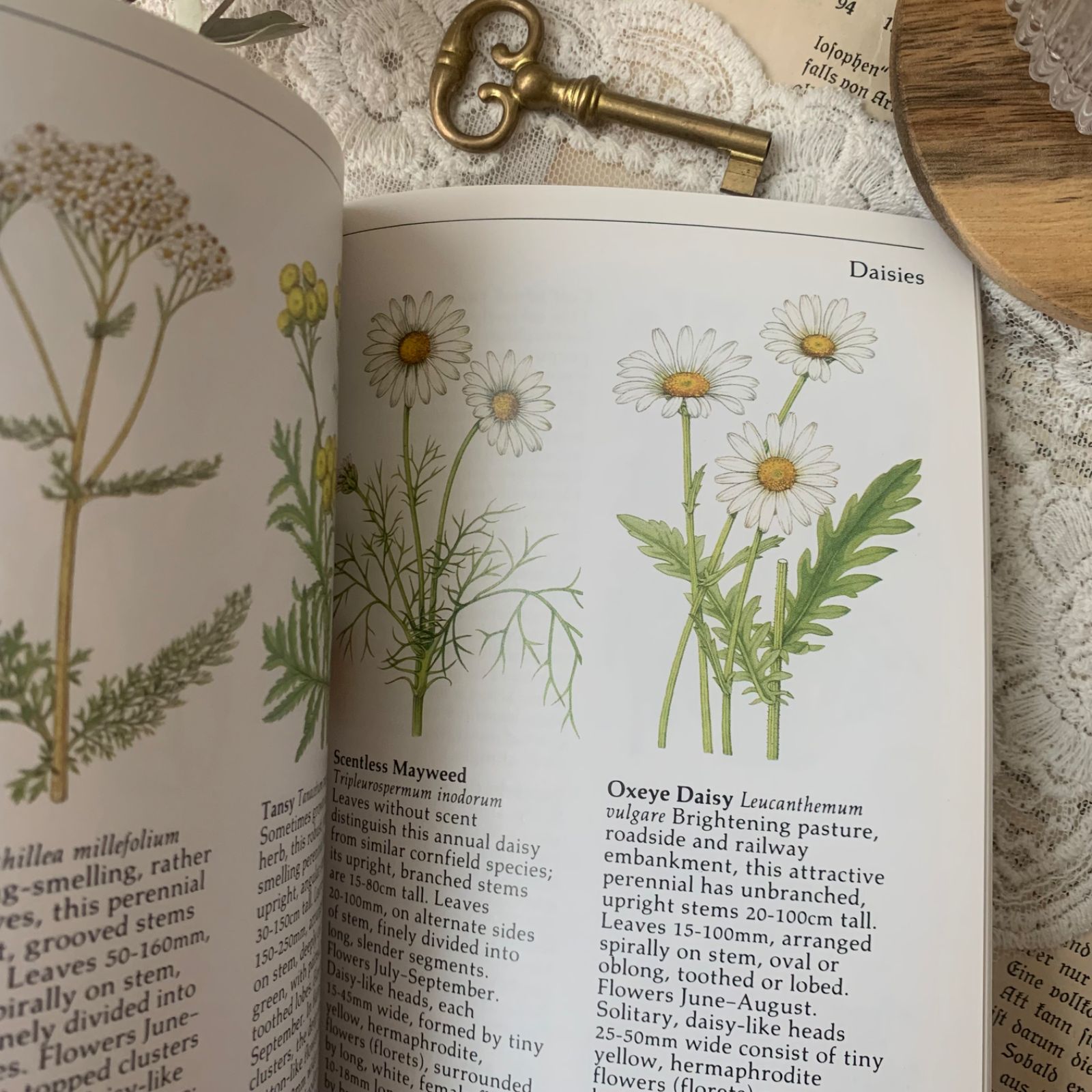 ヴィンテージ 洋書 『WILD FLOWERS』植物図鑑 ボタニカルイラスト
