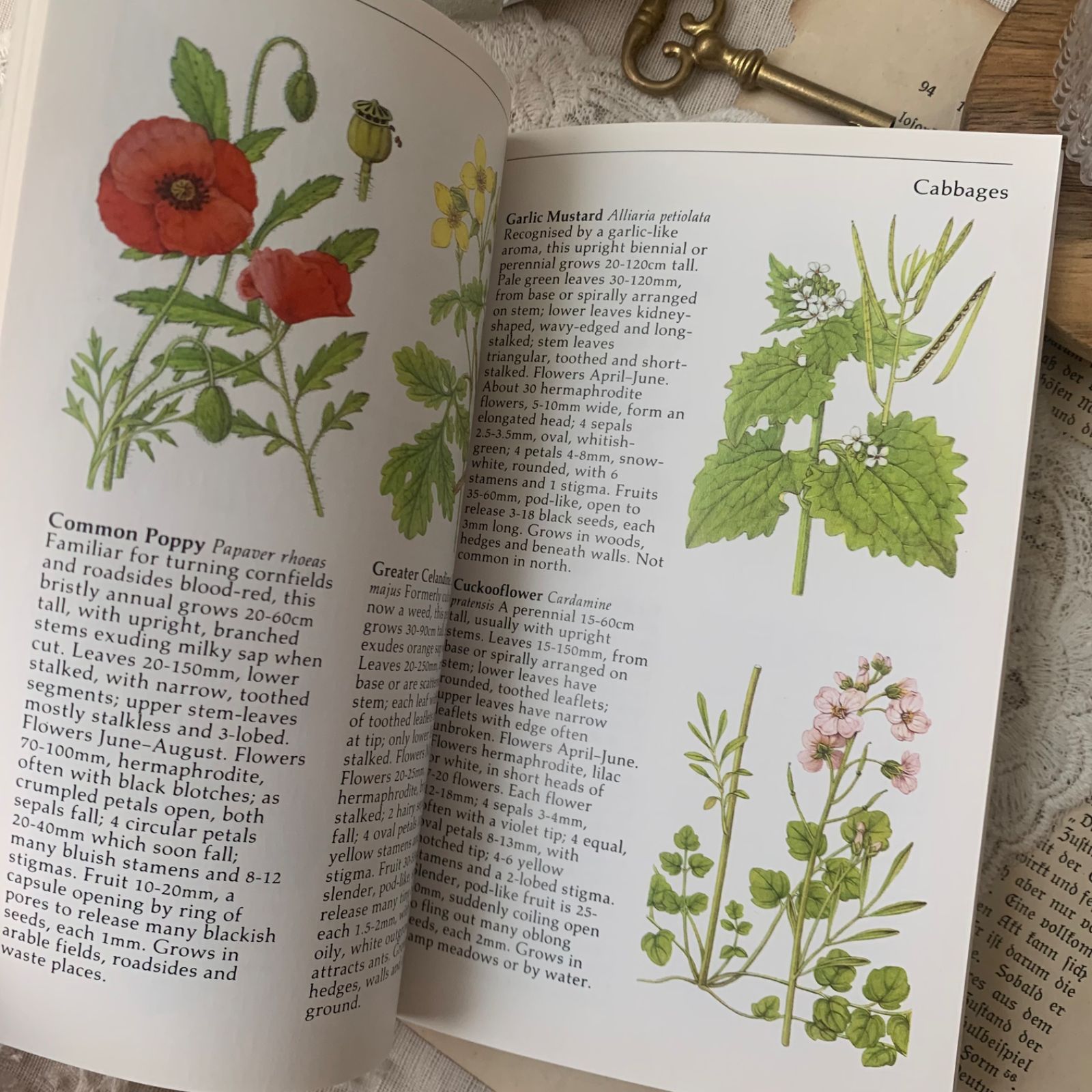 ヴィンテージ 洋書 『WILD FLOWERS』植物図鑑 ボタニカルイラスト