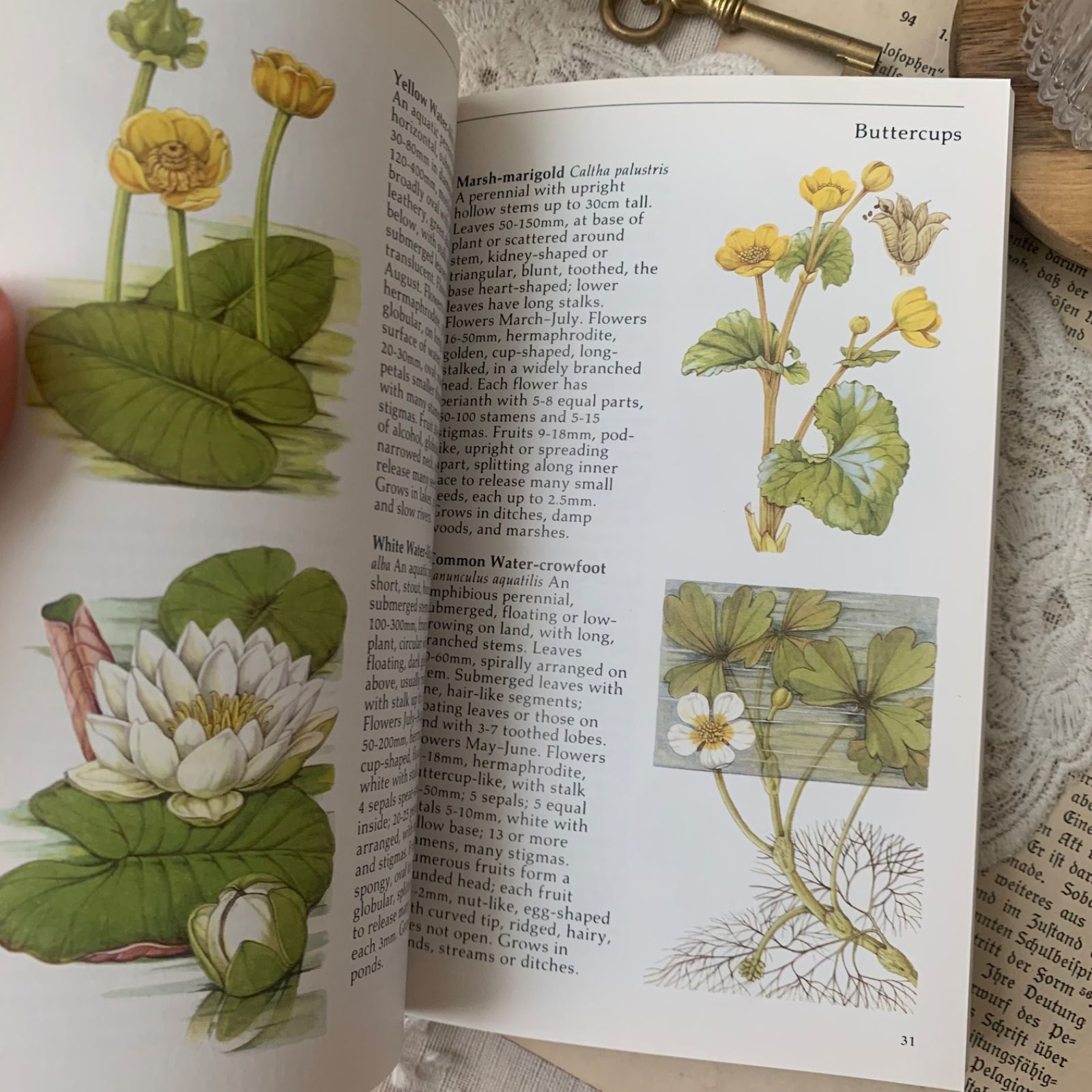 ヴィンテージ 洋書 『WILD FLOWERS』植物図鑑 ボタニカルイラスト