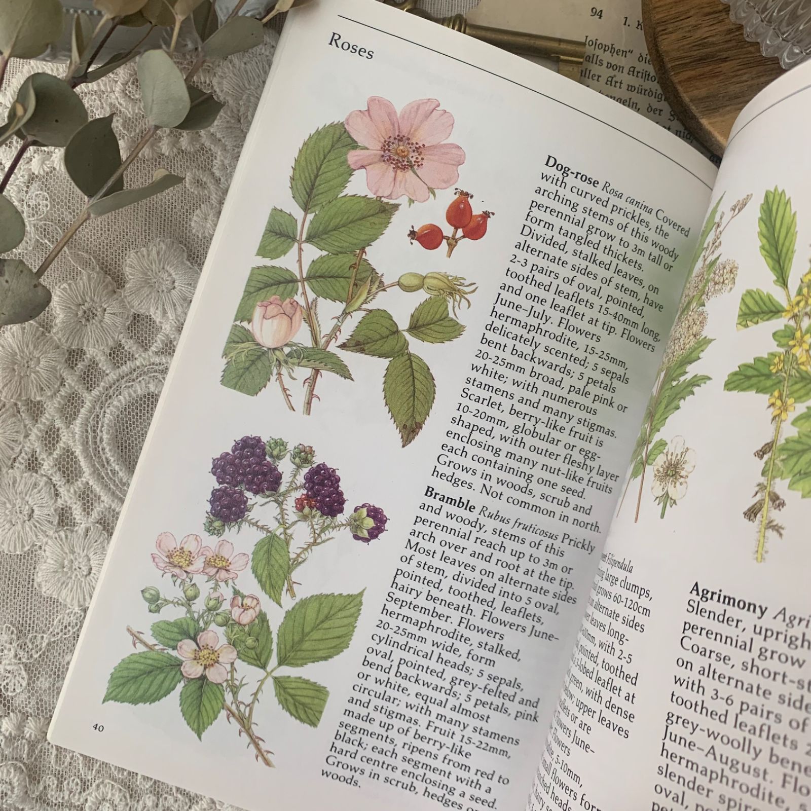 ヴィンテージ 洋書 『WILD FLOWERS』植物図鑑 ボタニカルイラスト