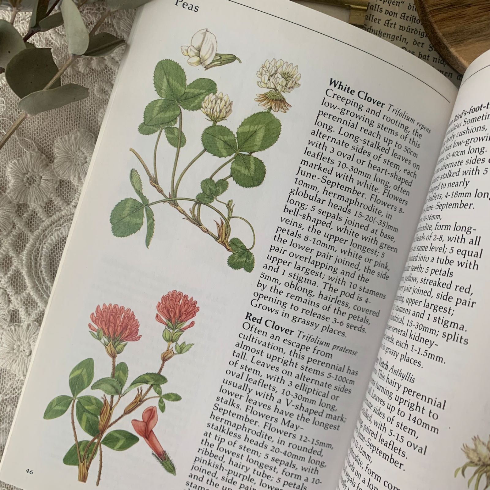 ヴィンテージ 洋書 『WILD FLOWERS』植物図鑑 ボタニカルイラスト