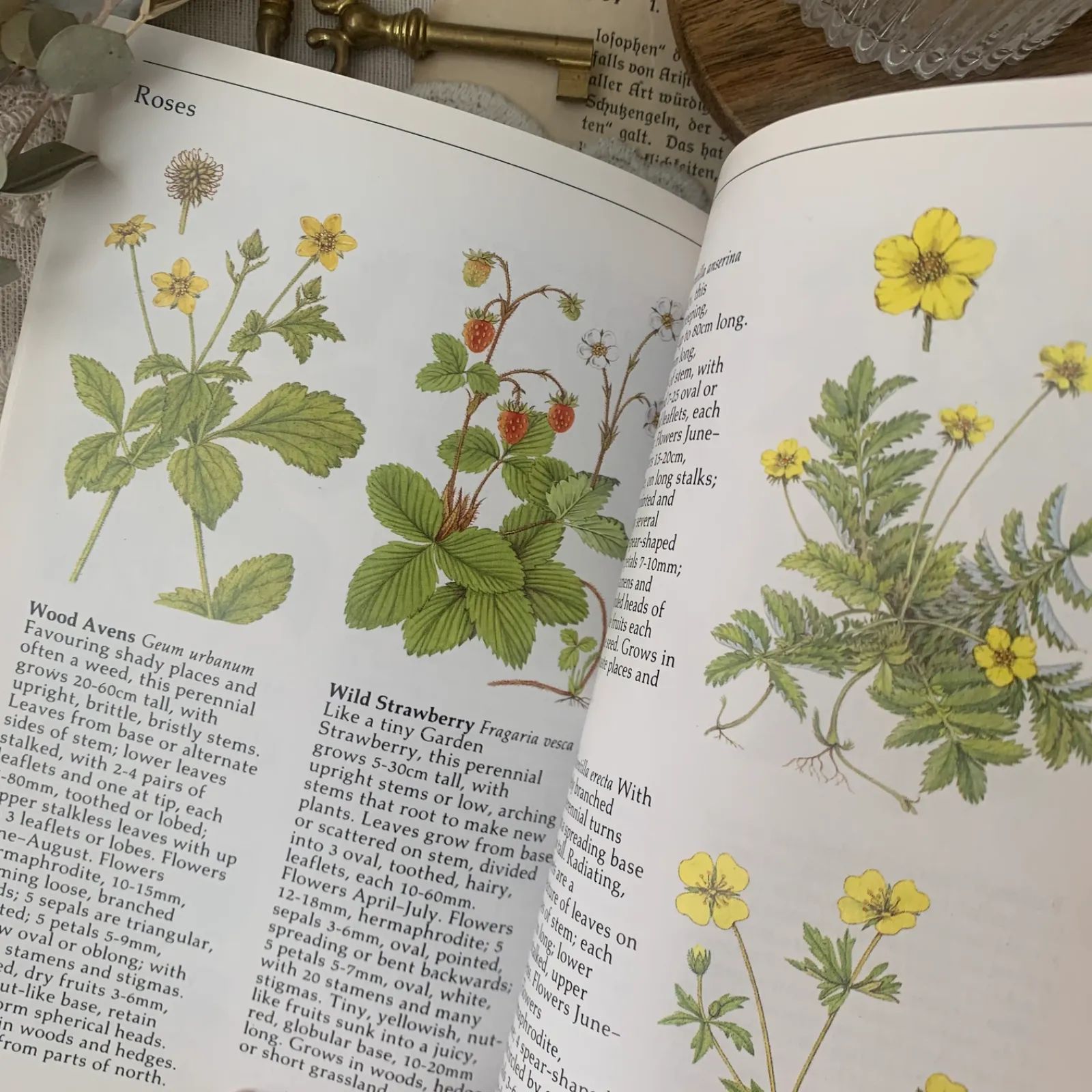 ヴィンテージ 洋書 『WILD FLOWERS』植物図鑑 ボタニカルイラスト
