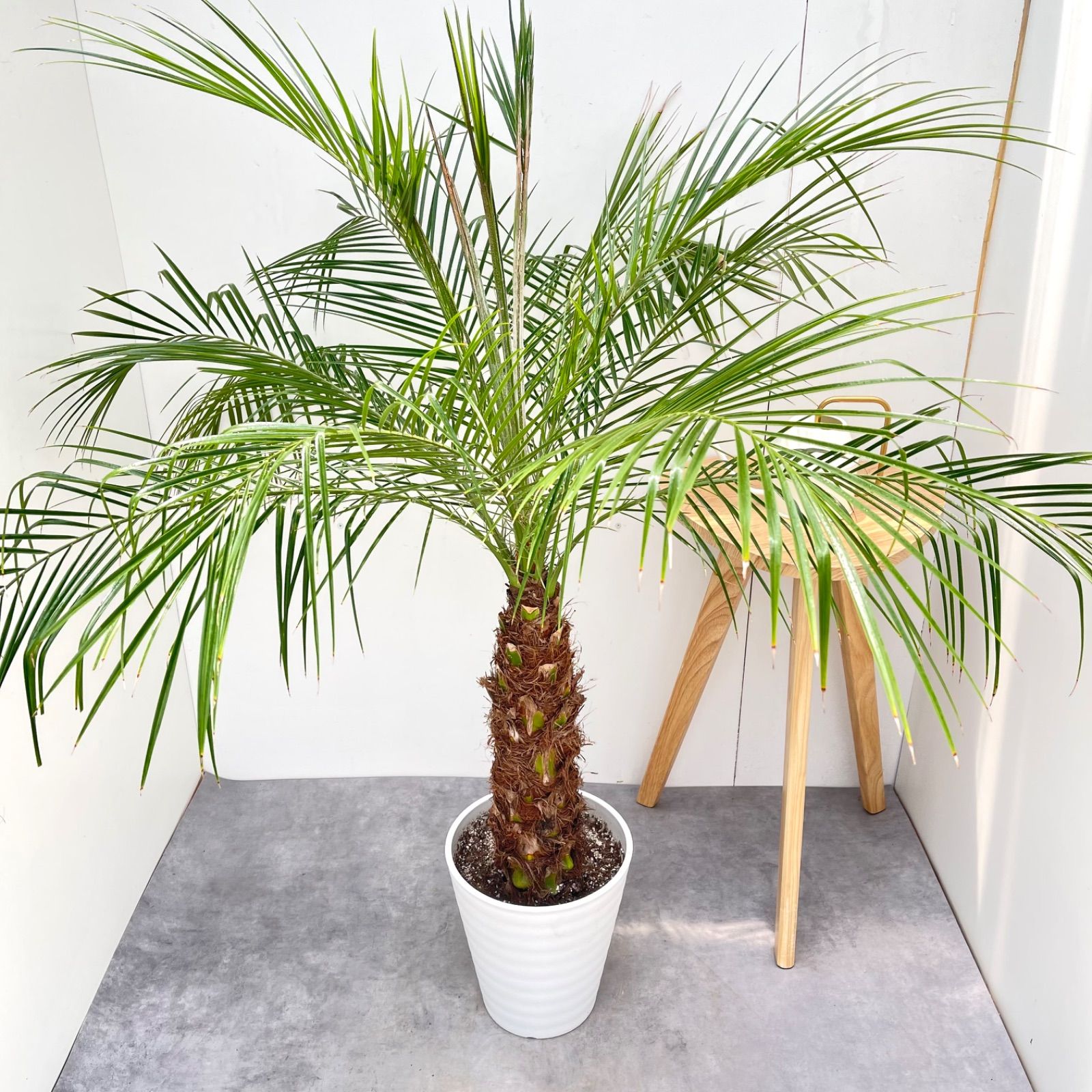 ヤシ　フェニックスロベレニー　17【現品】観葉植物　庭木　大型