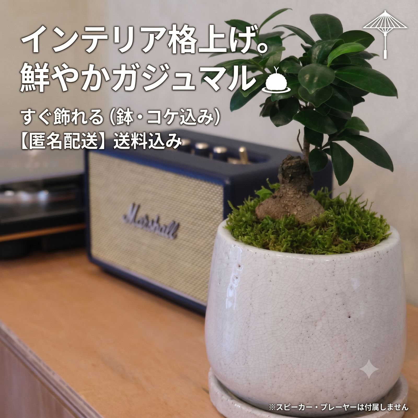 ガジュマル 盆栽 ミニ 観葉植物 陶器鉢 苔盆栽 インテリア 縁起物【現品】沖縄　幸運　開運