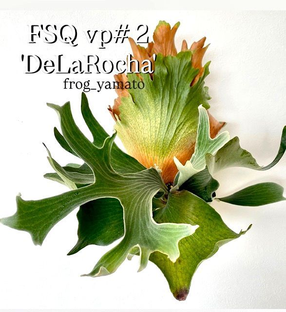 デラロッチャ／DeLaRocha／FSQ (vp#2)／ビカクシダ P. FSQ（vp#2
