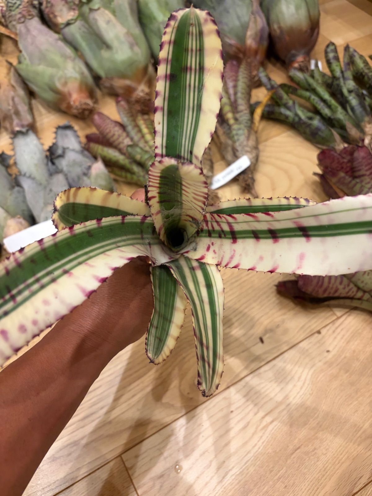 ネオレゲリア　Neoregelia Ironside Variegated　変わり斑　タンクブロメリア