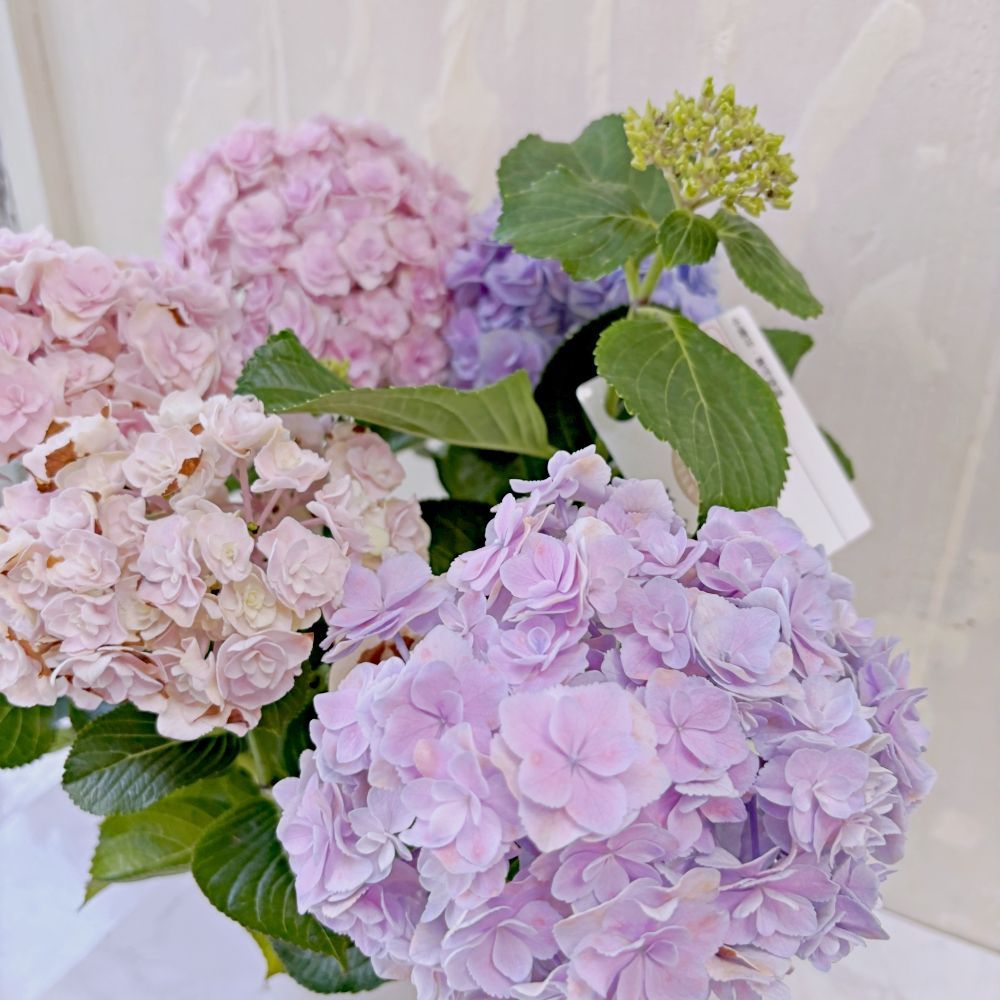 アジサイ 月の女神 5号鉢 紫陽花 鉢花 ガーデニング 苗 花のある暮らし