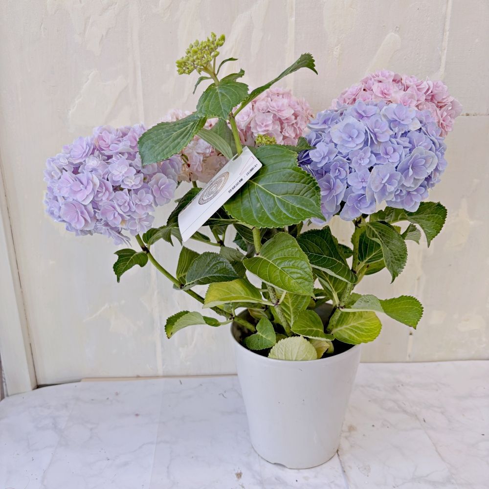 アジサイ 月の女神 5号鉢 紫陽花 鉢花 ガーデニング 苗 花のある暮らし