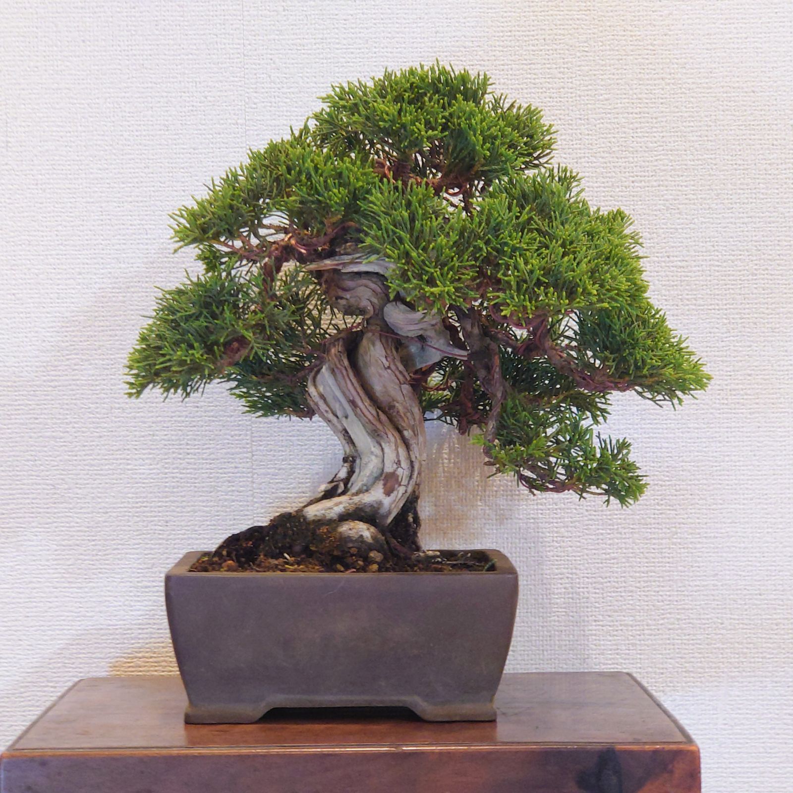 盆栽 真柏 小品