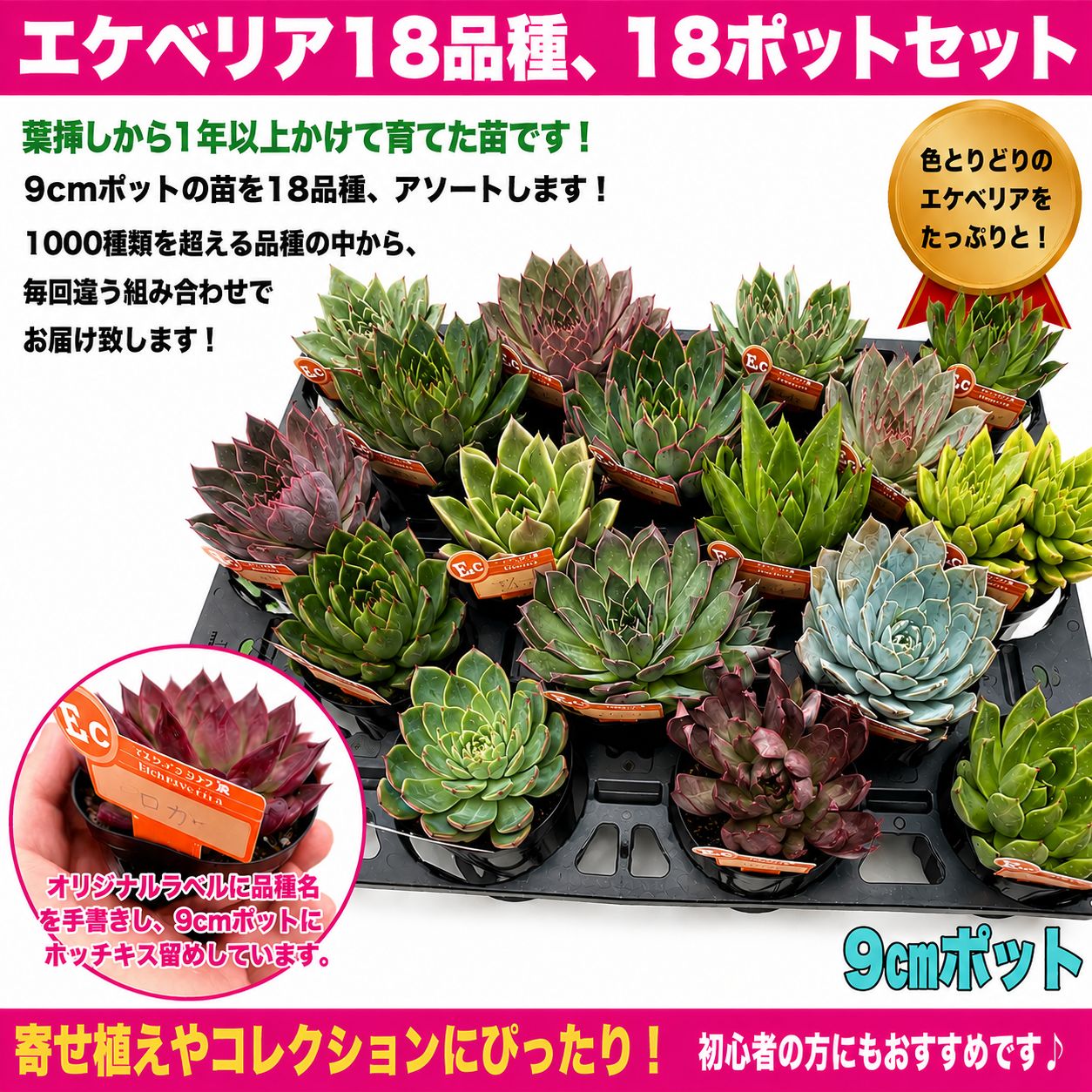 多肉植物 エケベリア 18品種 18ポットセット 9㎝ポット 産地直送 観葉 