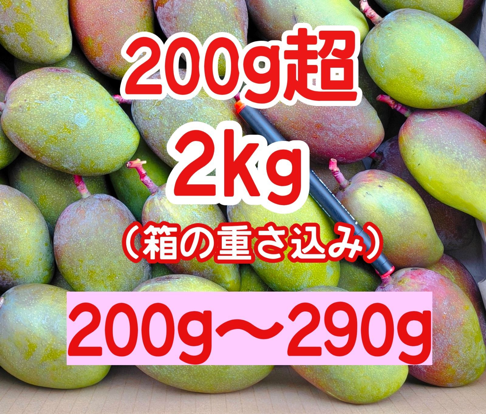 摘果マンゴー 未熟マンゴー 加工用マンゴー グリーン/ 約2㎏ （ 2キロ