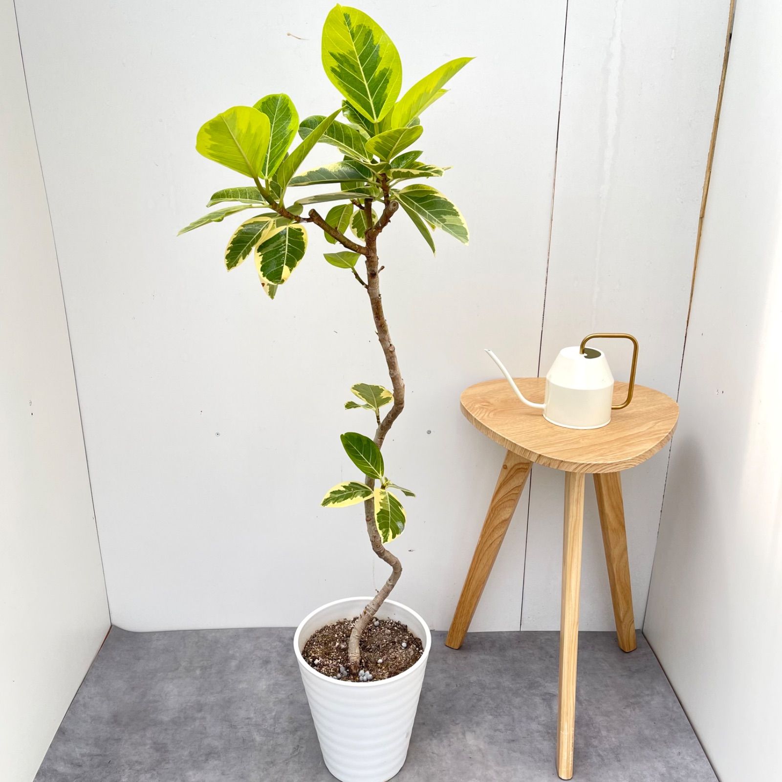 フィカス　アルテシマ　曲がり　16【現品】観葉植物　室内　大型