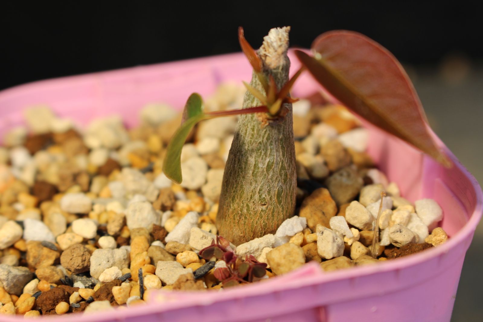 1405] Pseudobombax ellipticum/プセウドボンバックス・エリプティクム