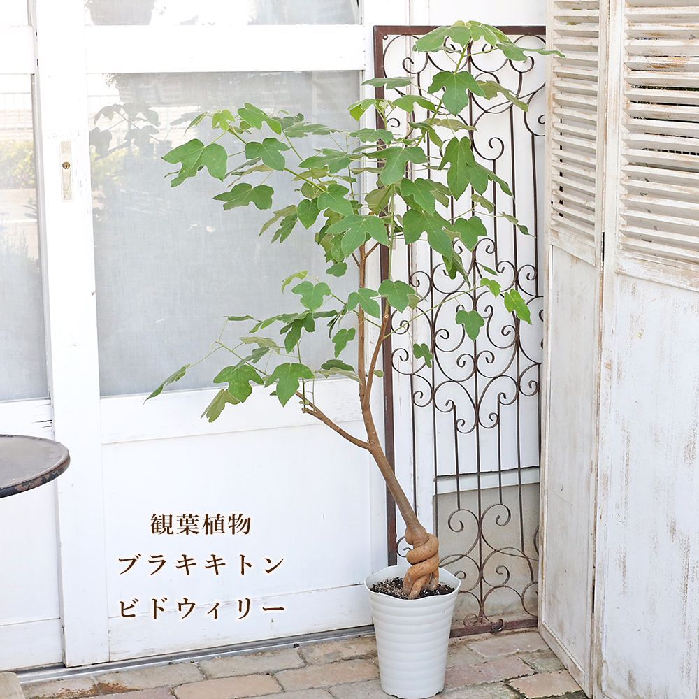 現品販売 観葉植物 ブラキキトン ビドウィリー ボトルツリー 7号 高さ145cm おしゃれ インテリア グリーン 個性派 乾燥に強い