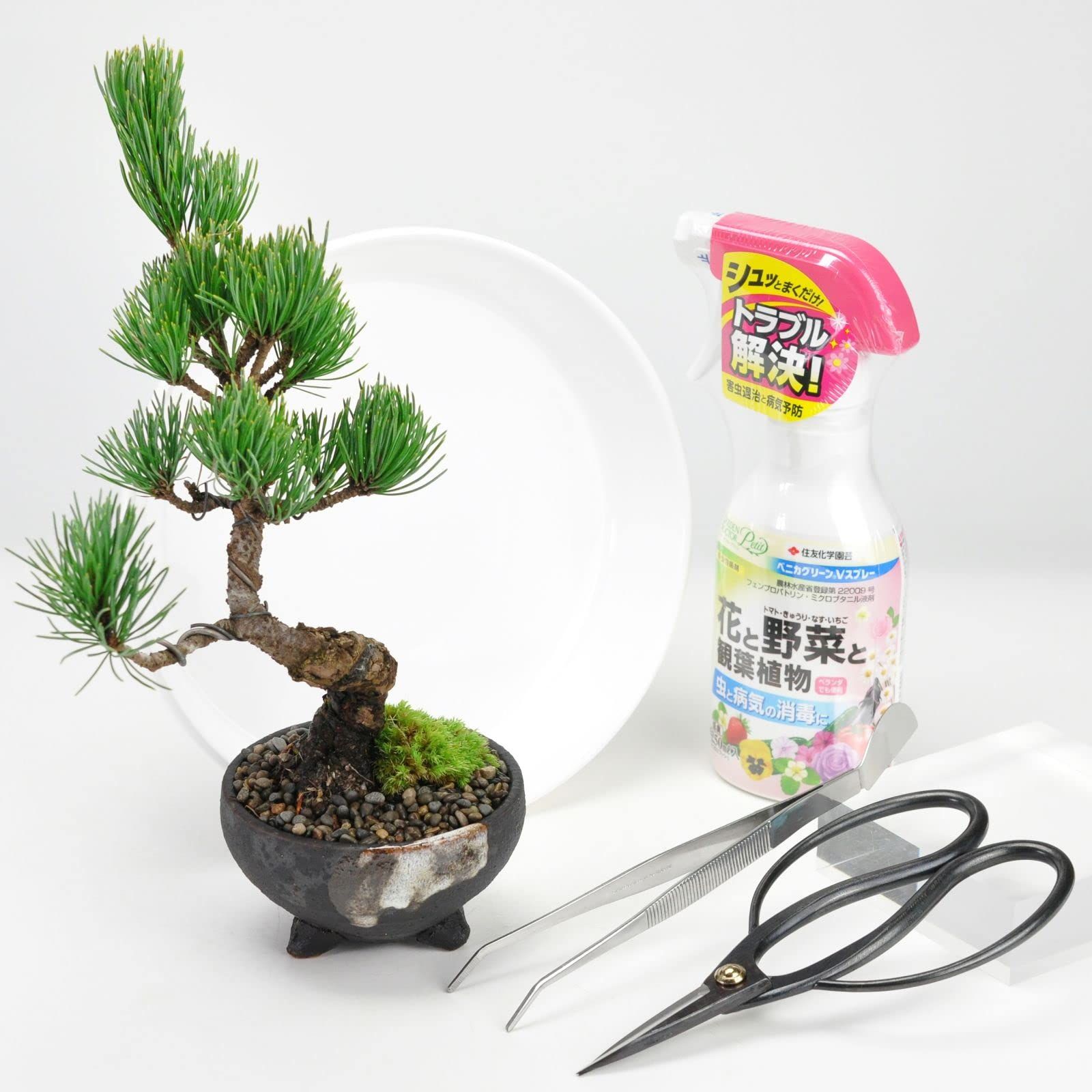 盆栽妙 四国五葉松 樹高19cm 4点道具セット付 初心者送料無料
