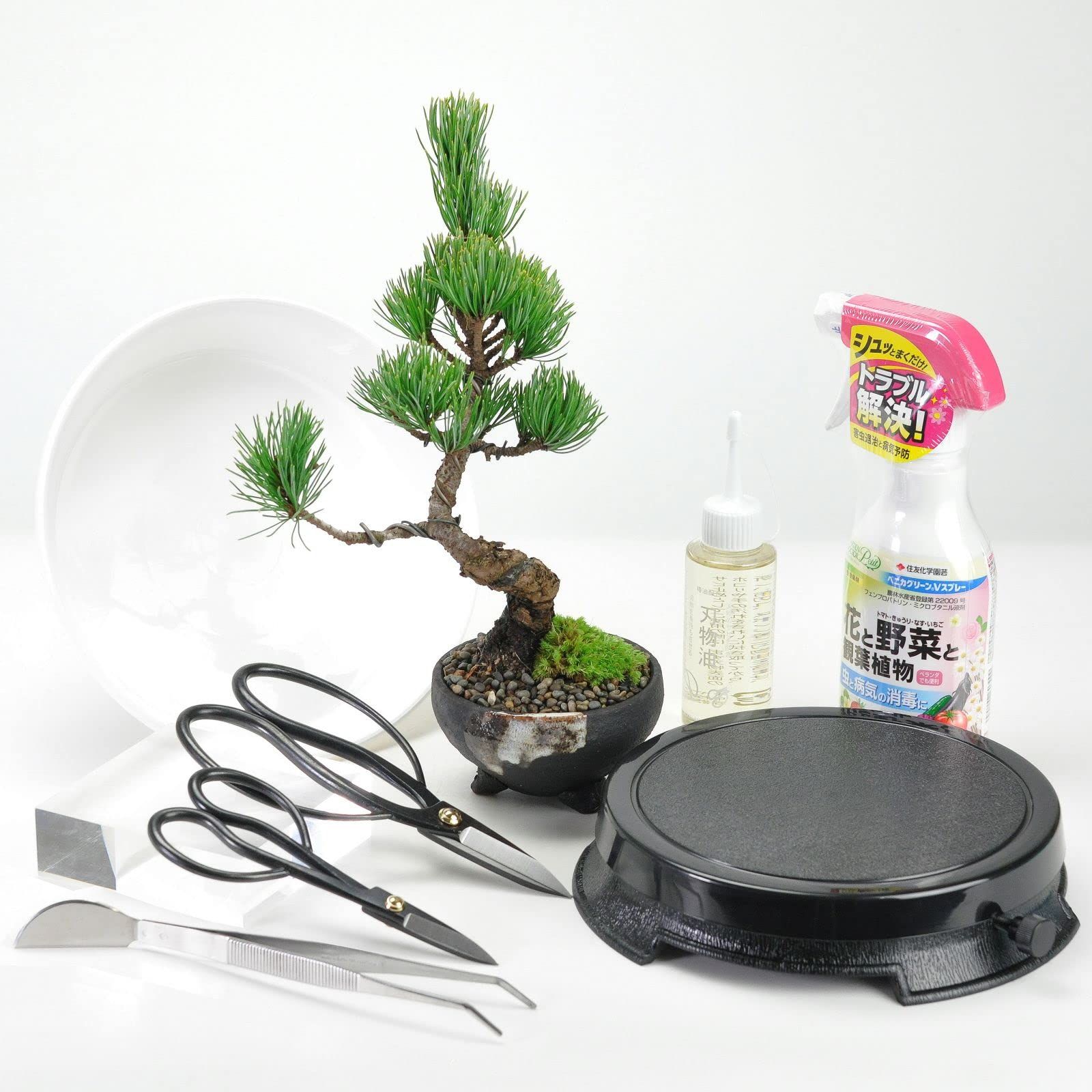 盆栽妙 四国五葉松 樹高約19cm 7点道具セット付 趣味送料無料