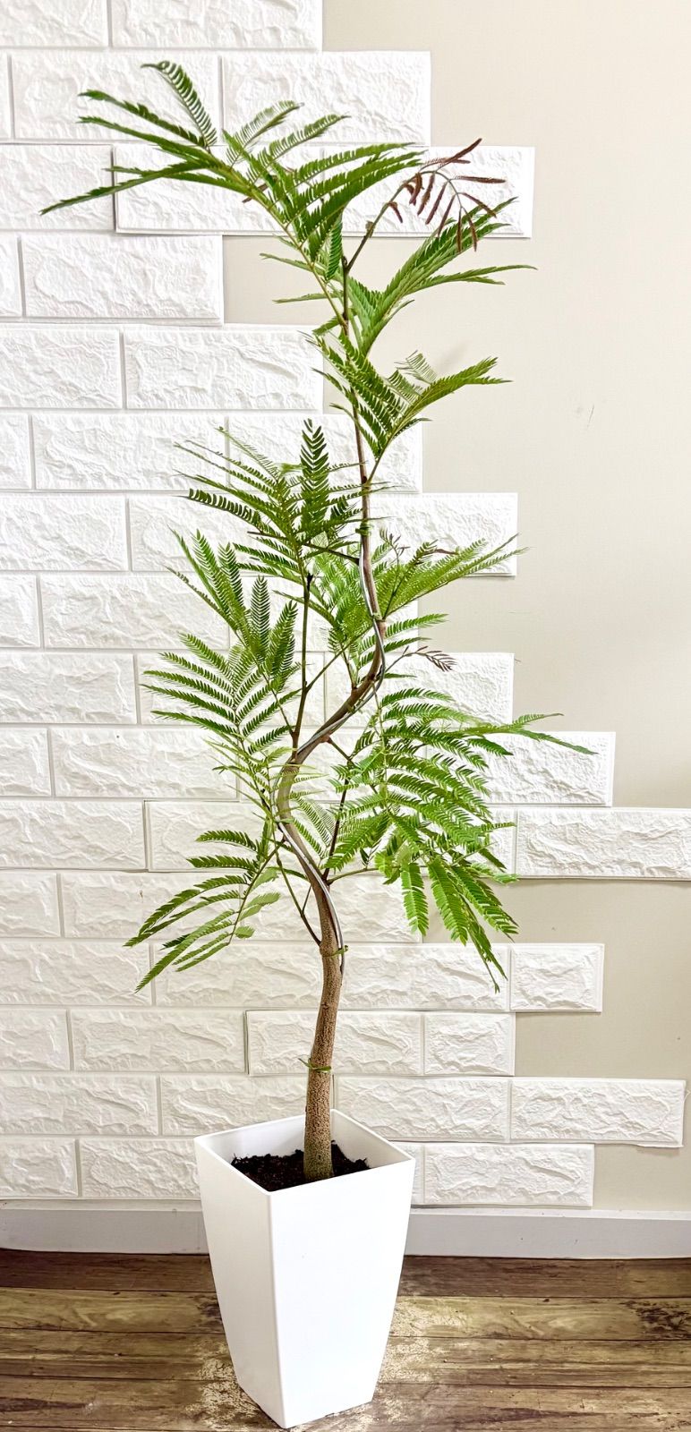 【現品】エバーフレッシュ　曲がり樹形　7号鉢　観葉植物