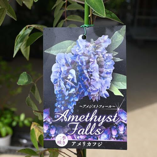 アメリカ藤 鉢植え藤花鉢アメリカ藤 アメジストフォール 苗 アメリカンウィステリア アメリカフジ 紫花ｍａ