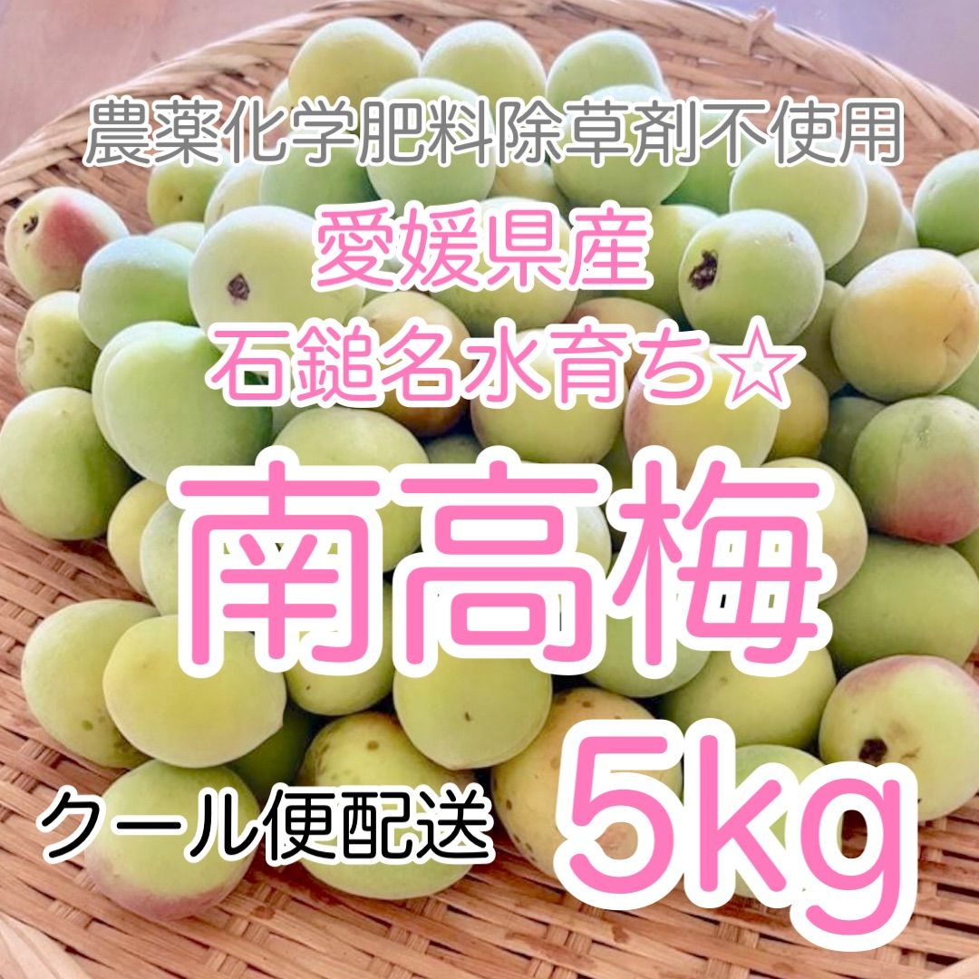 3011❄️クール便 特大4L9kg 梅干し用完熟南高梅 キルトパッチ梅店