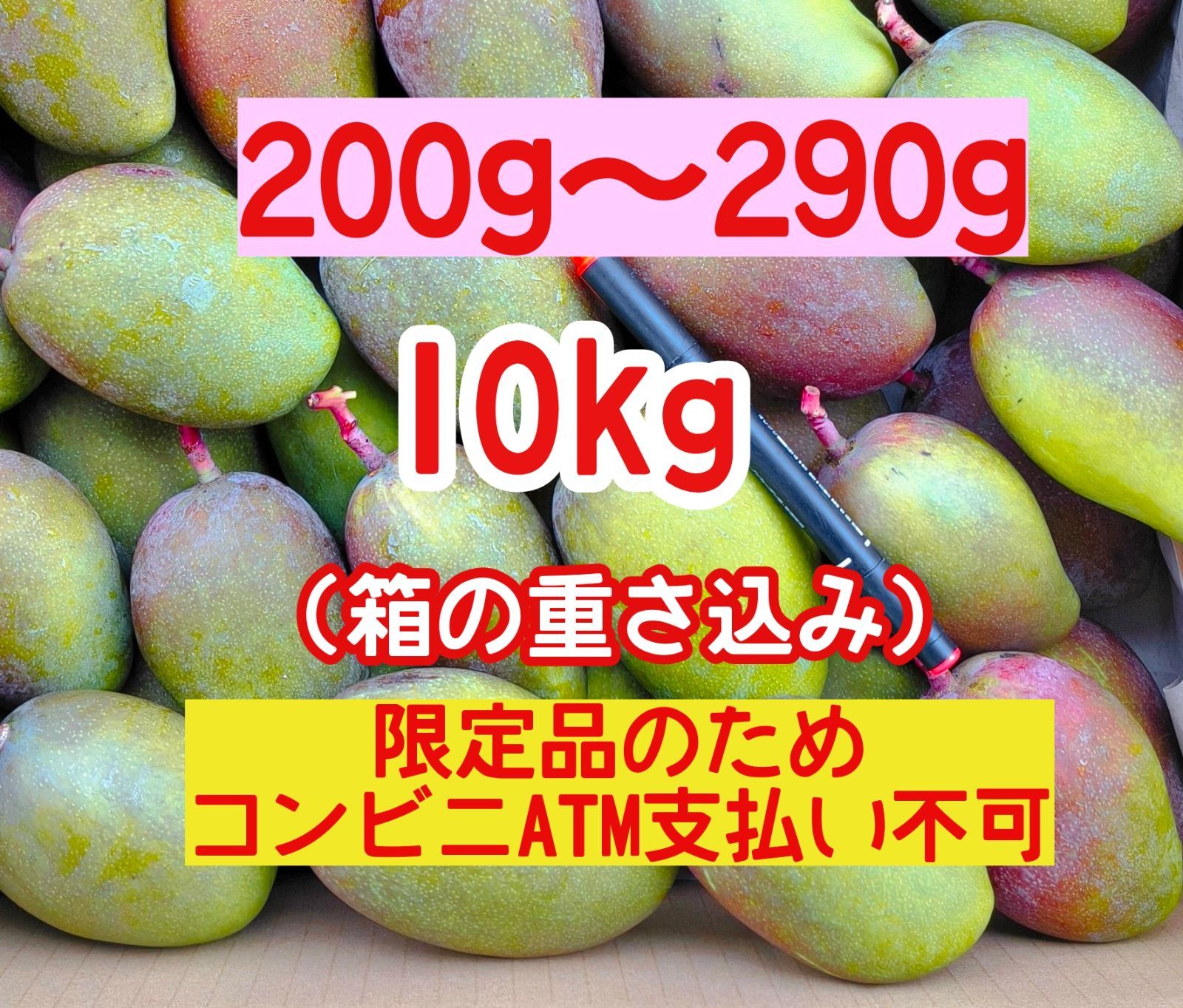 摘果マンゴー 未熟マンゴー 加工用マンゴー グリーン/ 約10㎏ （ 10キロ）〈200g～290gの範囲内〉 7,100円