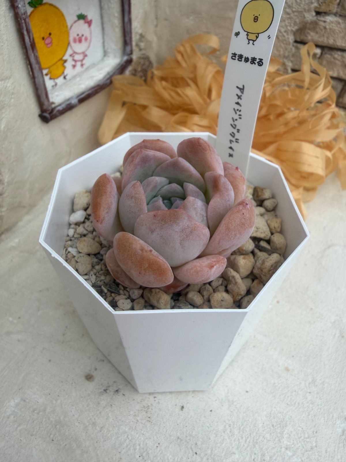 多肉植物💜アメイジンググレイス💜抜き苗 - メルカリ