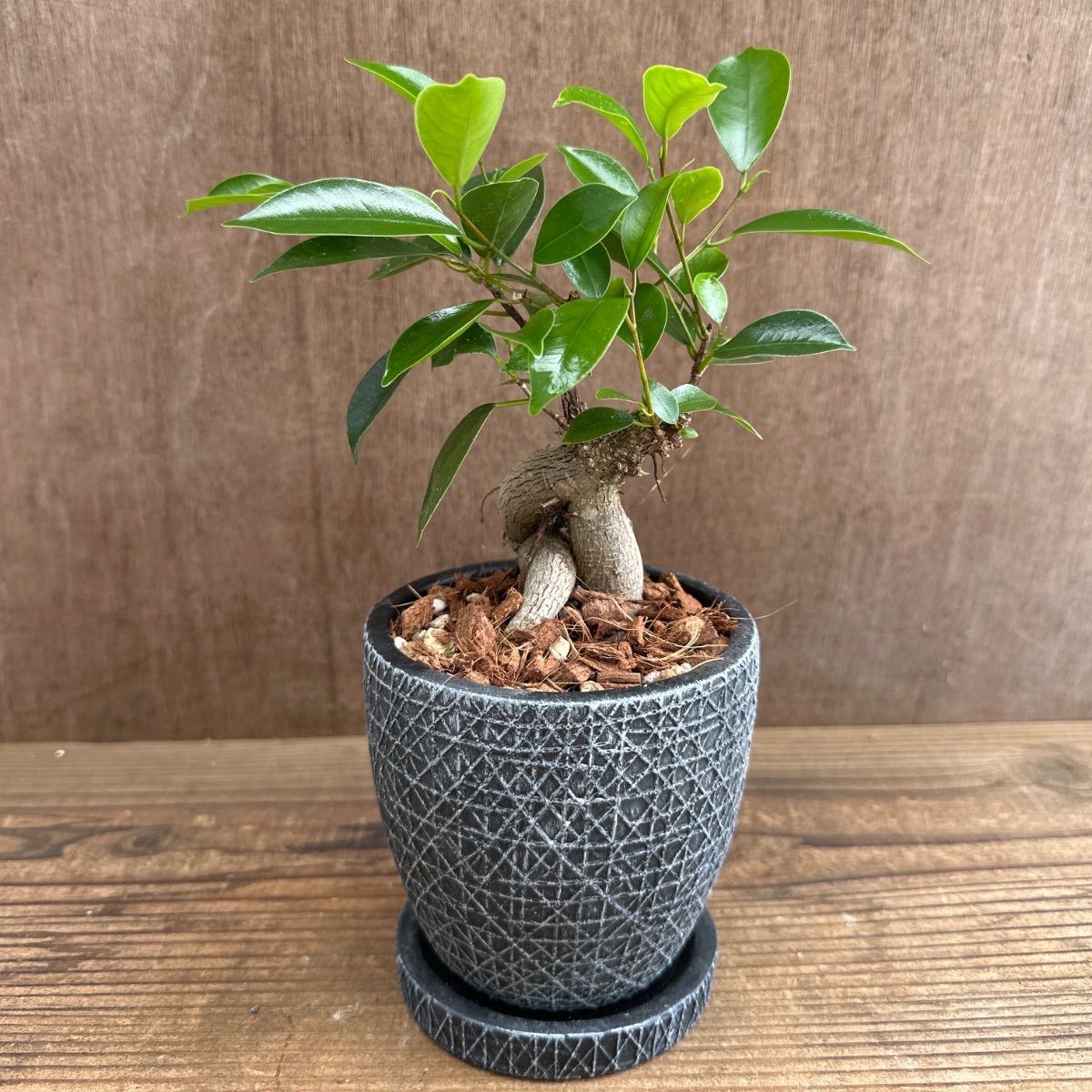 ガジュマル BK陶器鉢 現品 鉢植え Ficus microcarpa フィカス