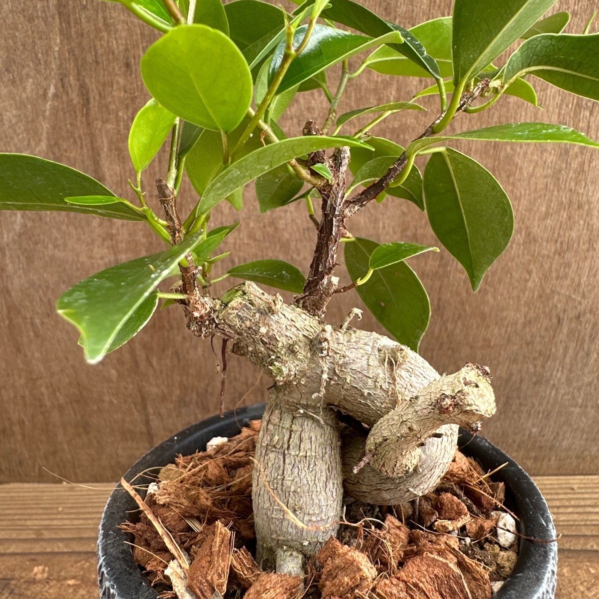 ガジュマル BK陶器鉢 現品 鉢植え Ficus microcarpa フィカス 