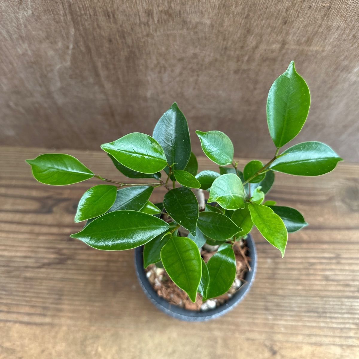 ガジュマル BK陶器鉢 現品 鉢植え Ficus microcarpa フィカス 