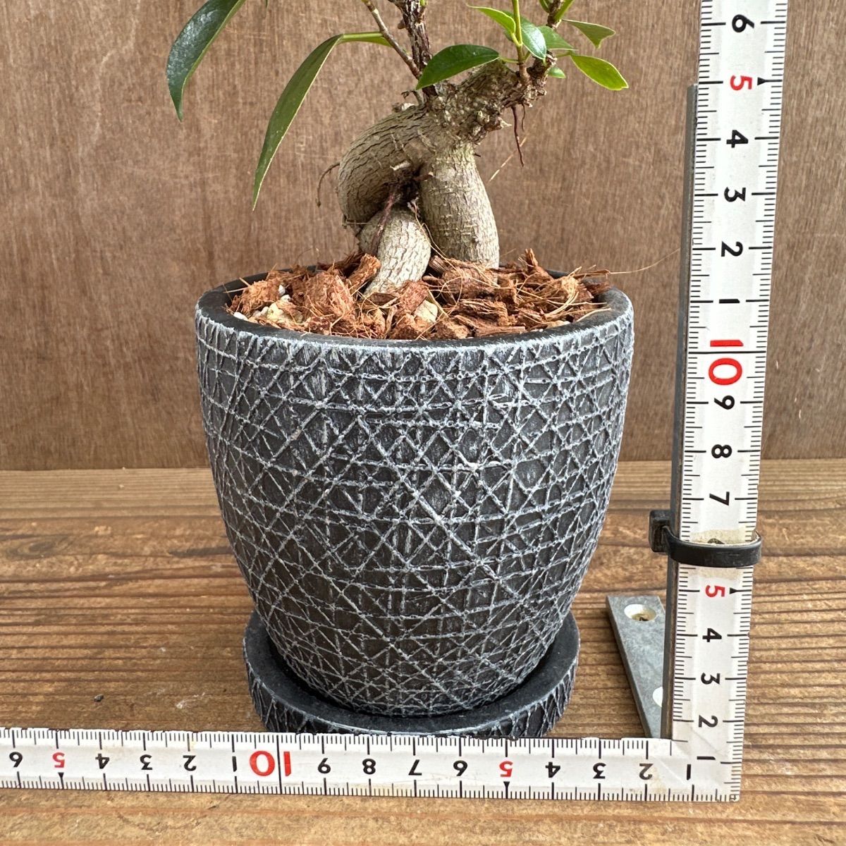 ガジュマル BK陶器鉢 現品 鉢植え Ficus microcarpa フィカス 