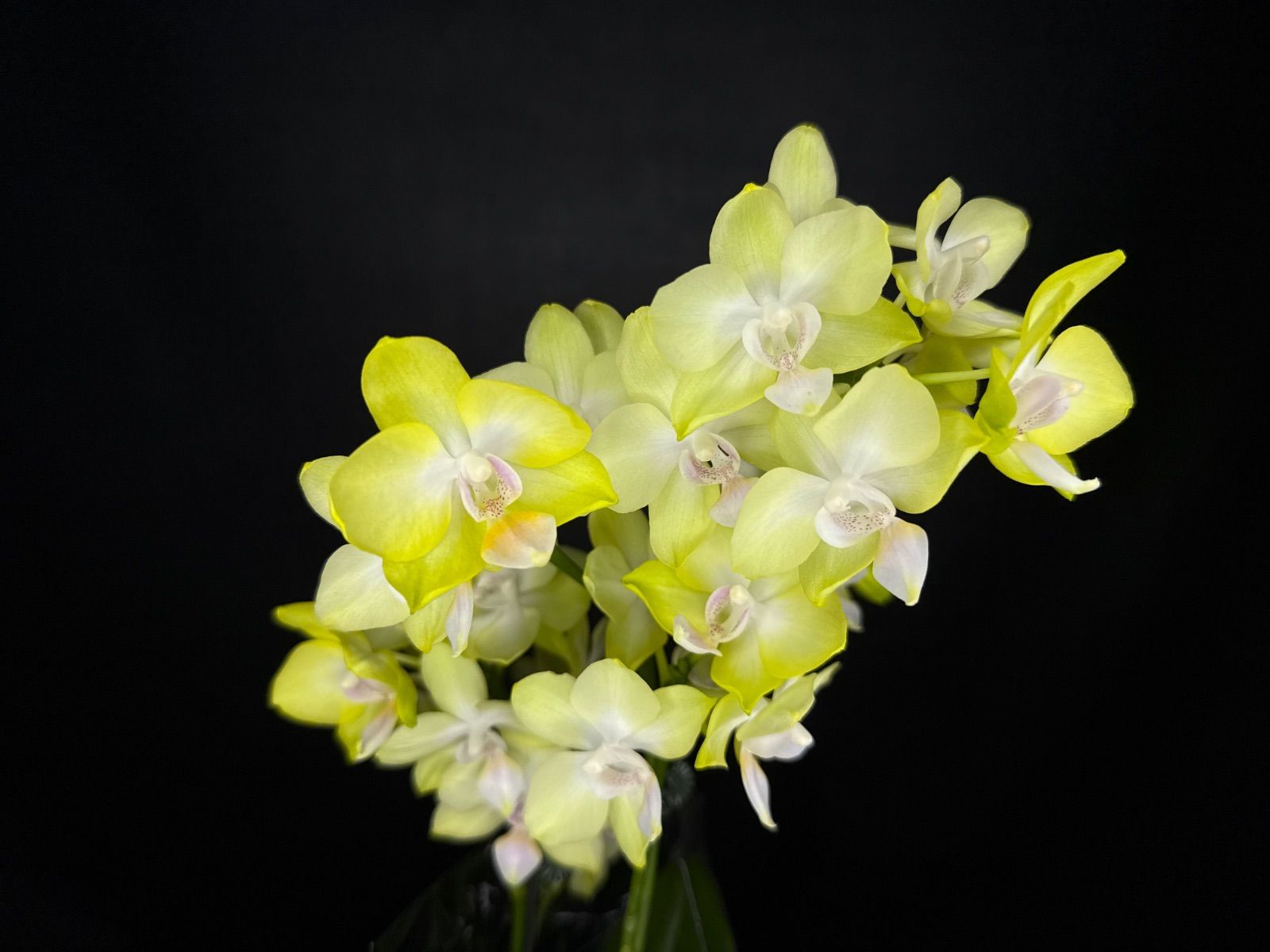 ☆洋蘭☆交配種☆Phal. Yellow Miracle☆ファレノプシス イエロー