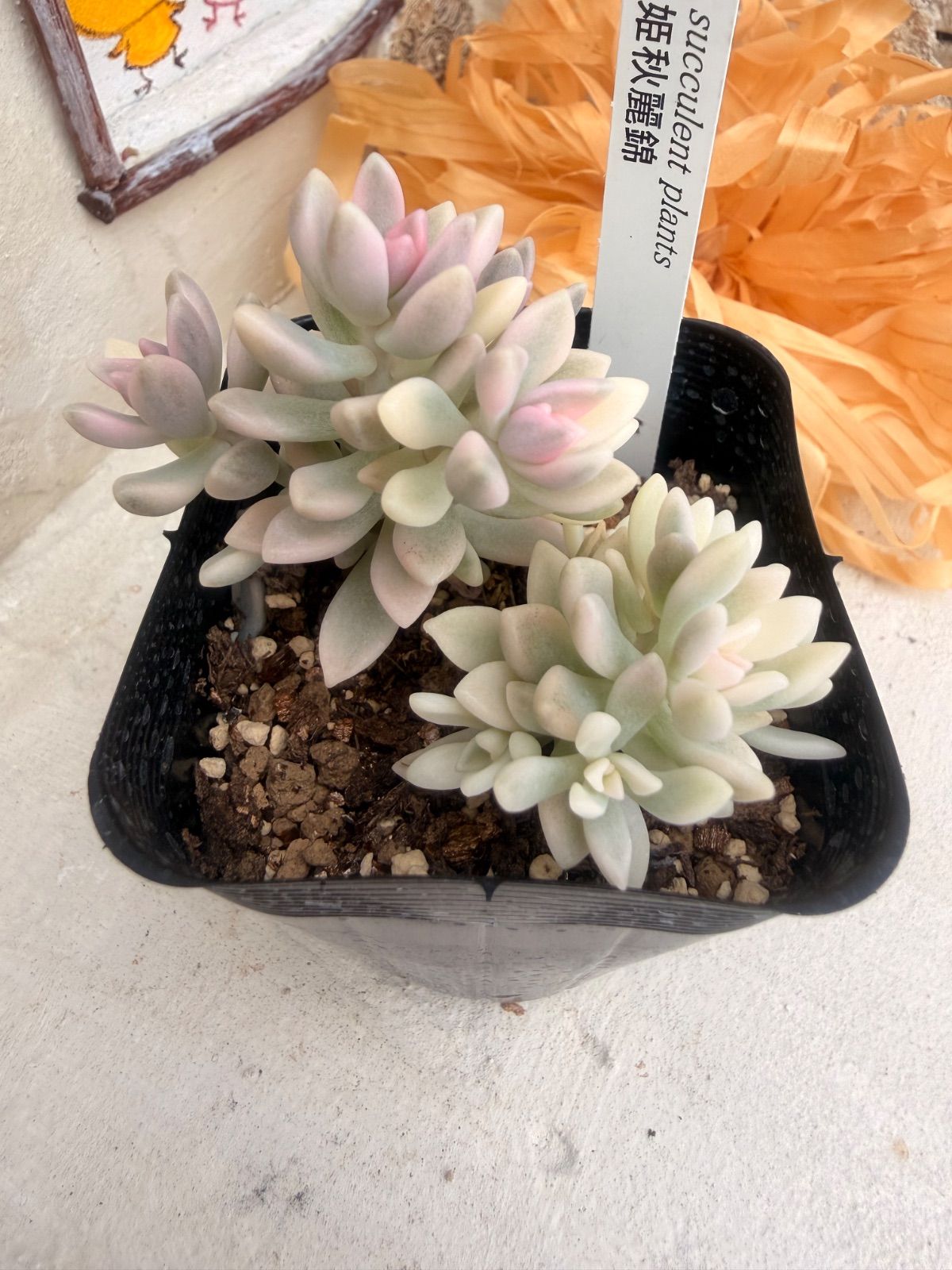 多肉植物　姫秀麗錦 ②　ポットのまま発送 　姫秋麗錦 多肉植物🩷姫秋麗錦🩷ポット発送 - メルカリ
