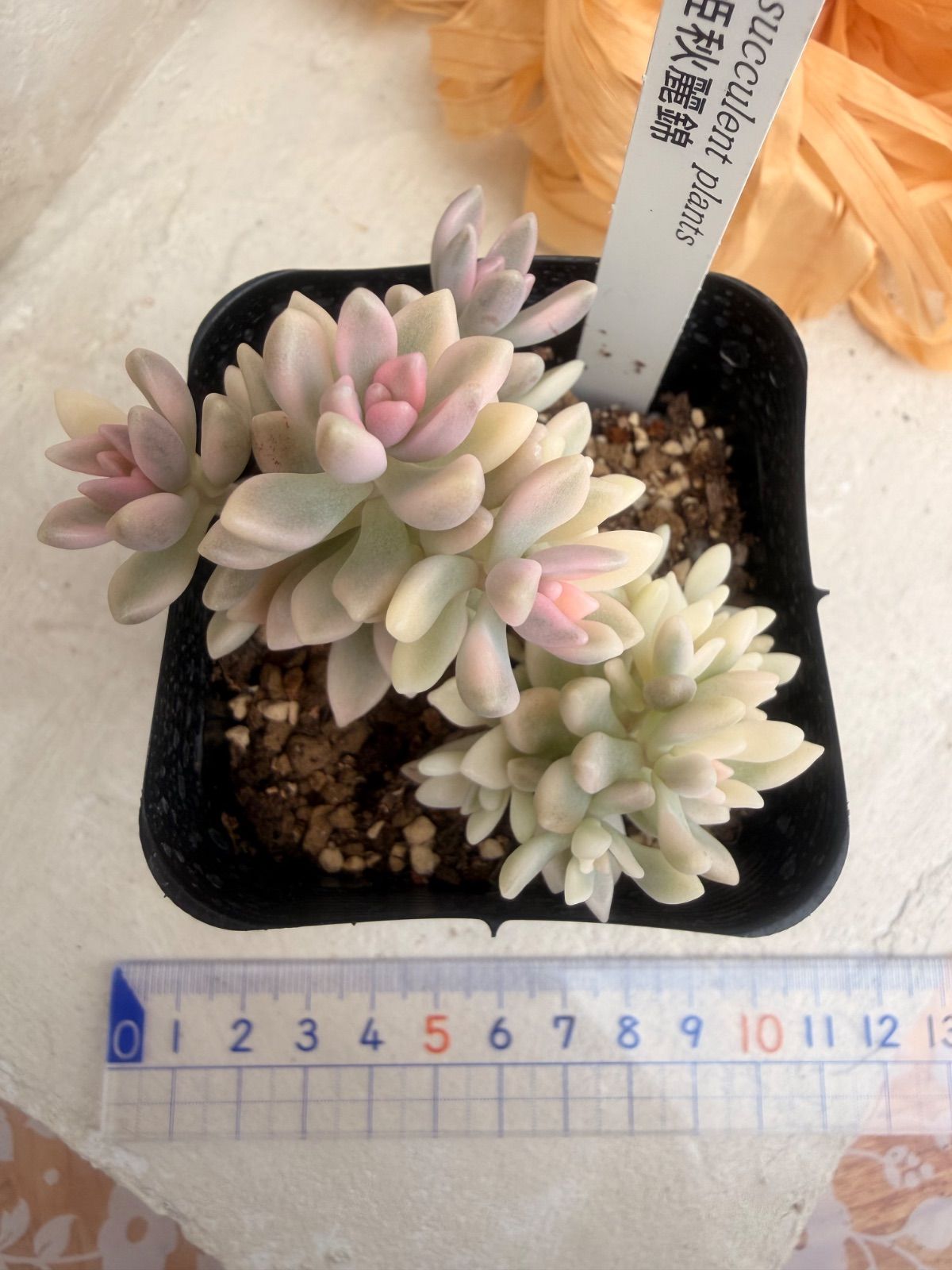 多肉植物✩.*˚姫秋麗 ポットごと 多肉植物🩷姫秋麗錦🩷ポット発送 - メルカリ