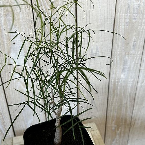 塊根植物　ブルセラ パラドクサ 4号角鉢(現品A～C)　インテリア 室内 おしゃれ 可愛い かわいい(s-507328)
