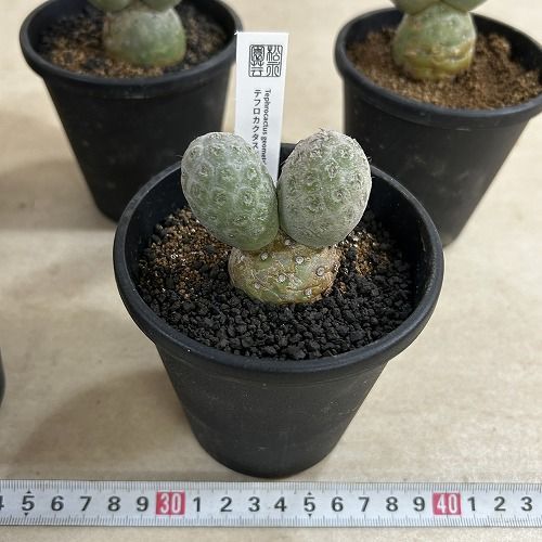 サボテン テフロカクタス ゲオメトリクス 3.5号鉢(個体おまかせ1鉢