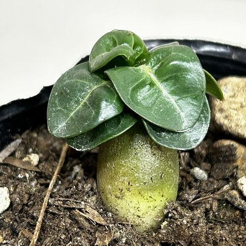 塊根植物 獅子葉アデニウム ドーセットホーン 2号ポット(個体おまかせ1