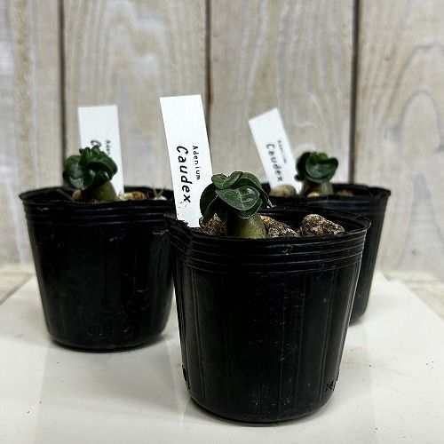 塊根植物 獅子葉アデニウム ドーセットホーン 2号ポット(個体おまかせ1
