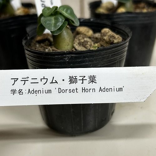 塊根植物 獅子葉アデニウム ドーセットホーン 2号ポット(個体おまかせ1
