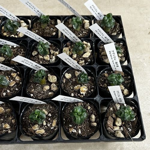 塊根植物 獅子葉アデニウム ドーセットホーン 2号ポット(個体おまかせ1