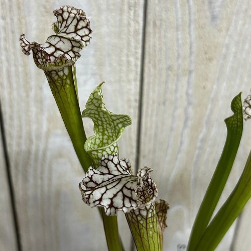 食虫植物 サラセニア パープレア レウコフィラ 2号ポット(個体おまかせ