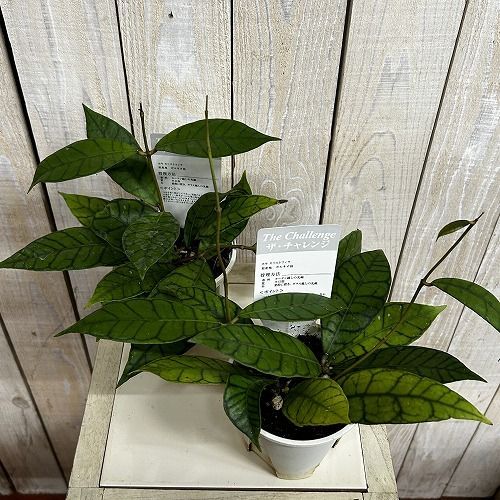 観葉植物 ホヤ カリストフィラ 3.5号スリット鉢(個体おまかせ1鉢