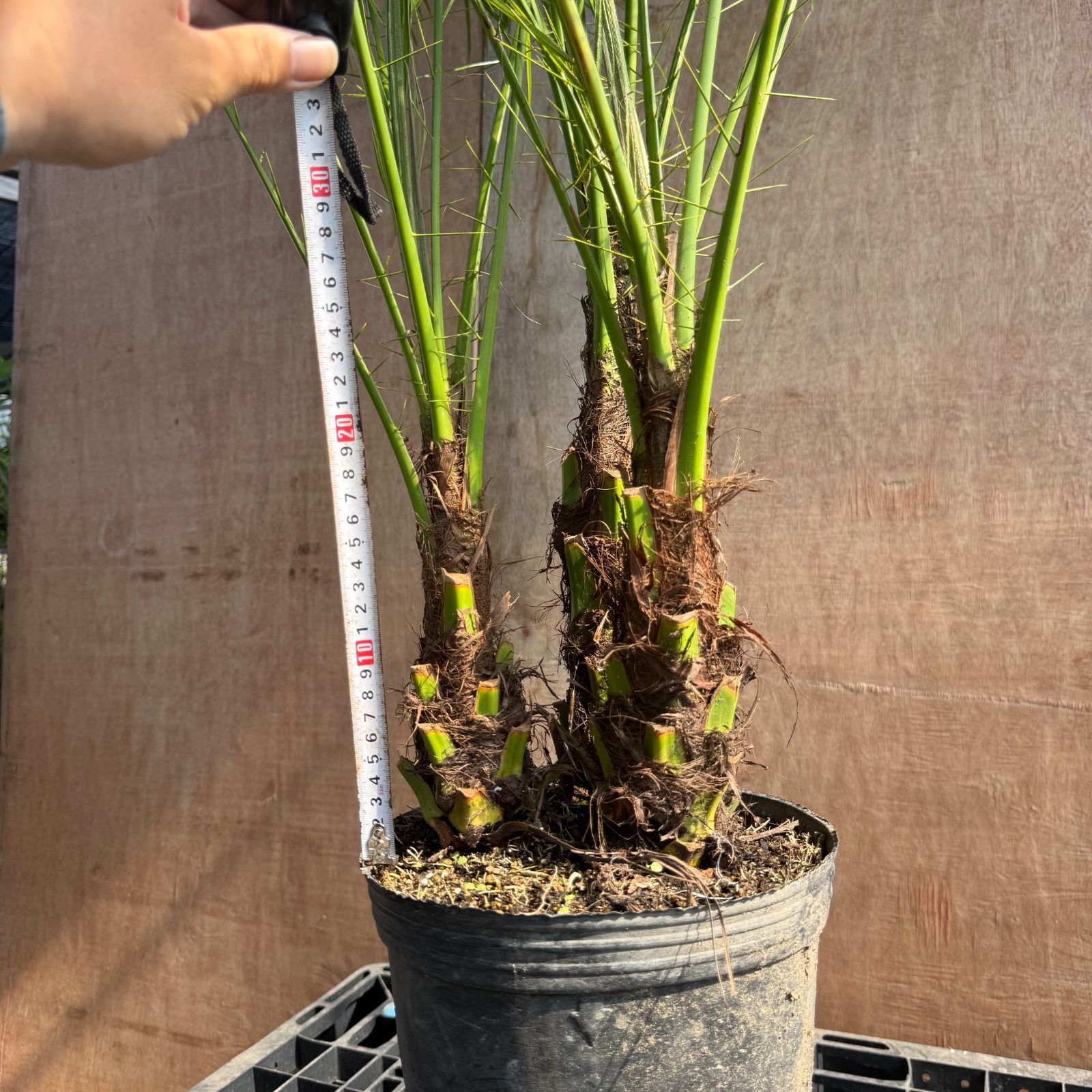数量限定】3本立フェニックス・ロベレニー🌴｜初心者OK｜送料込み 