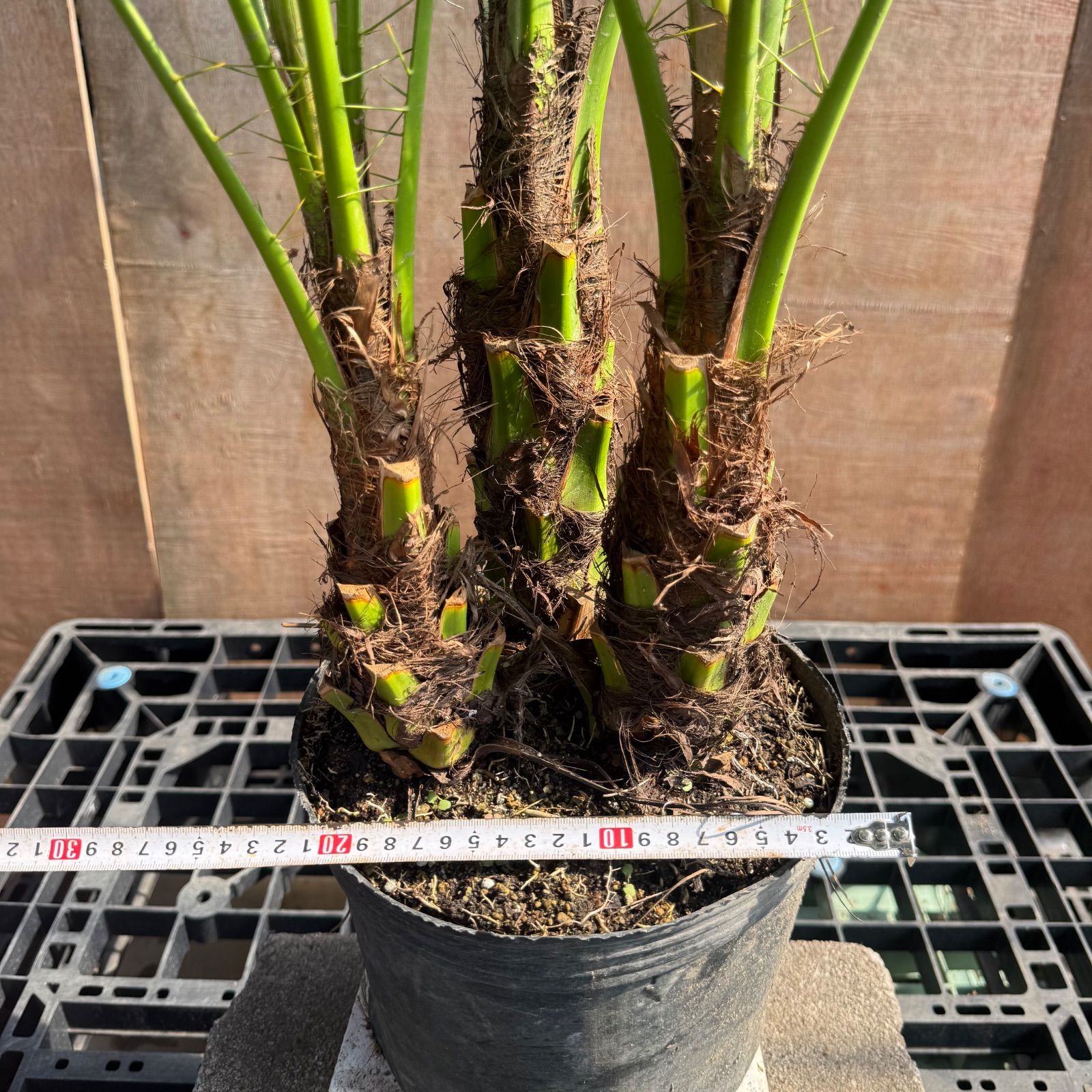 数量限定】3本立フェニックス・ロベレニー🌴｜初心者OK｜送料込み 