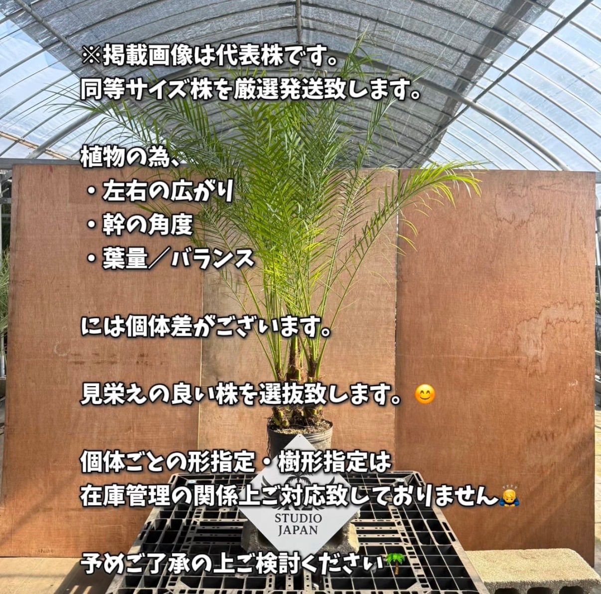 数量限定】3本立フェニックス・ロベレニー🌴｜初心者OK｜送料込み 