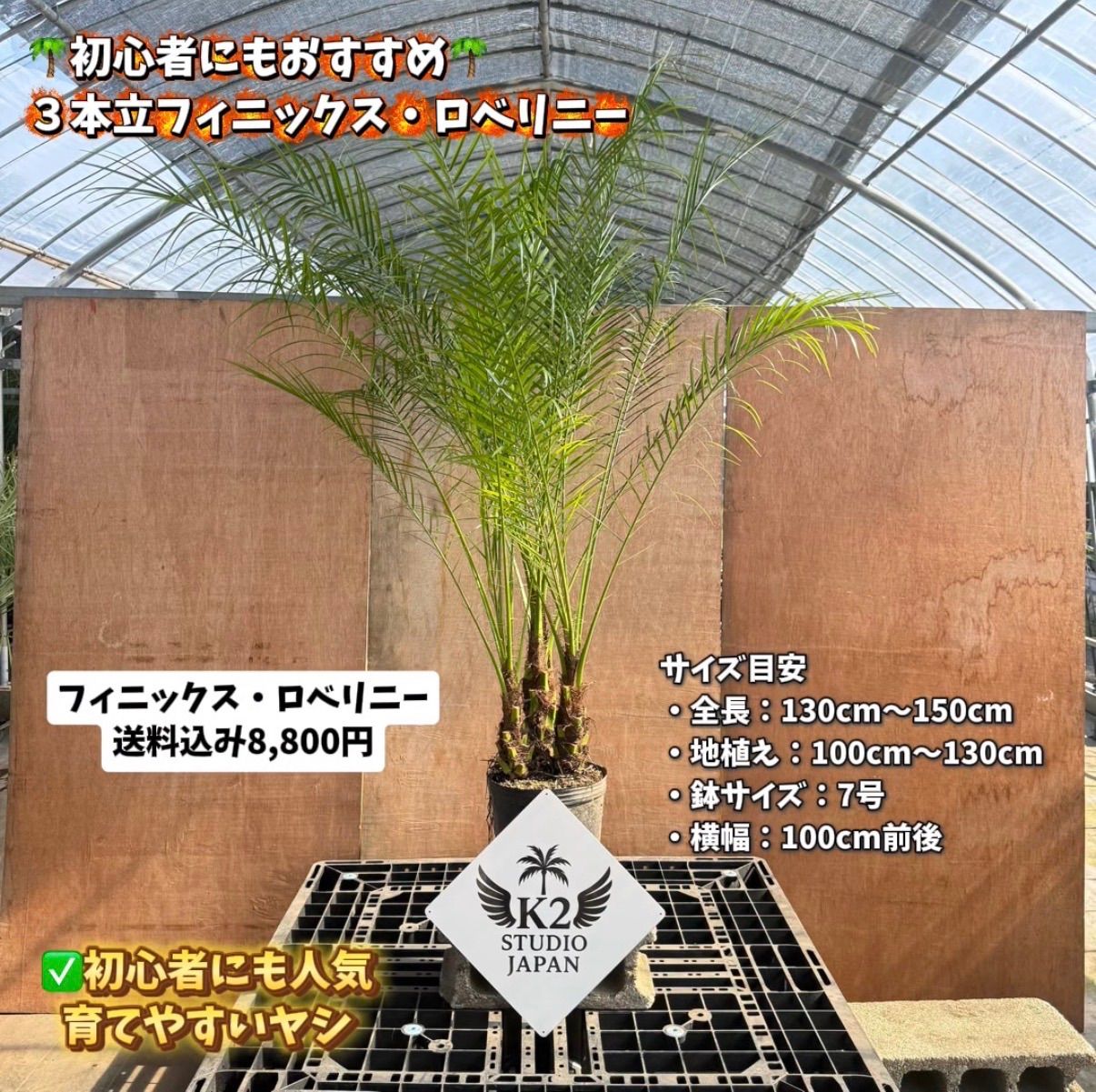 数量限定】3本立フェニックス・ロベレニー🌴｜初心者OK｜送料込み 